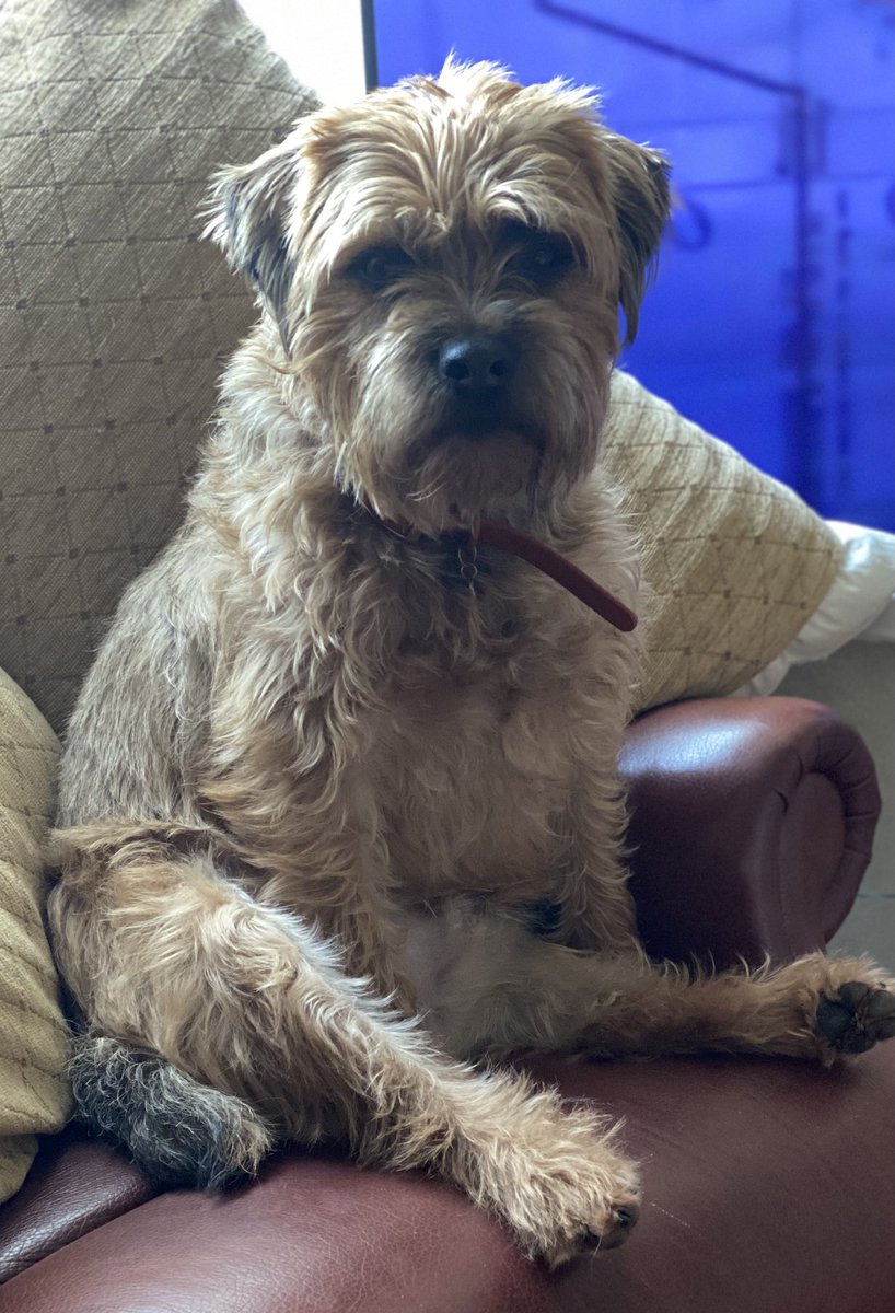 Mollycutedog01's tweet image. Happy 3rd Burfday Buster 🥳🎂🎉