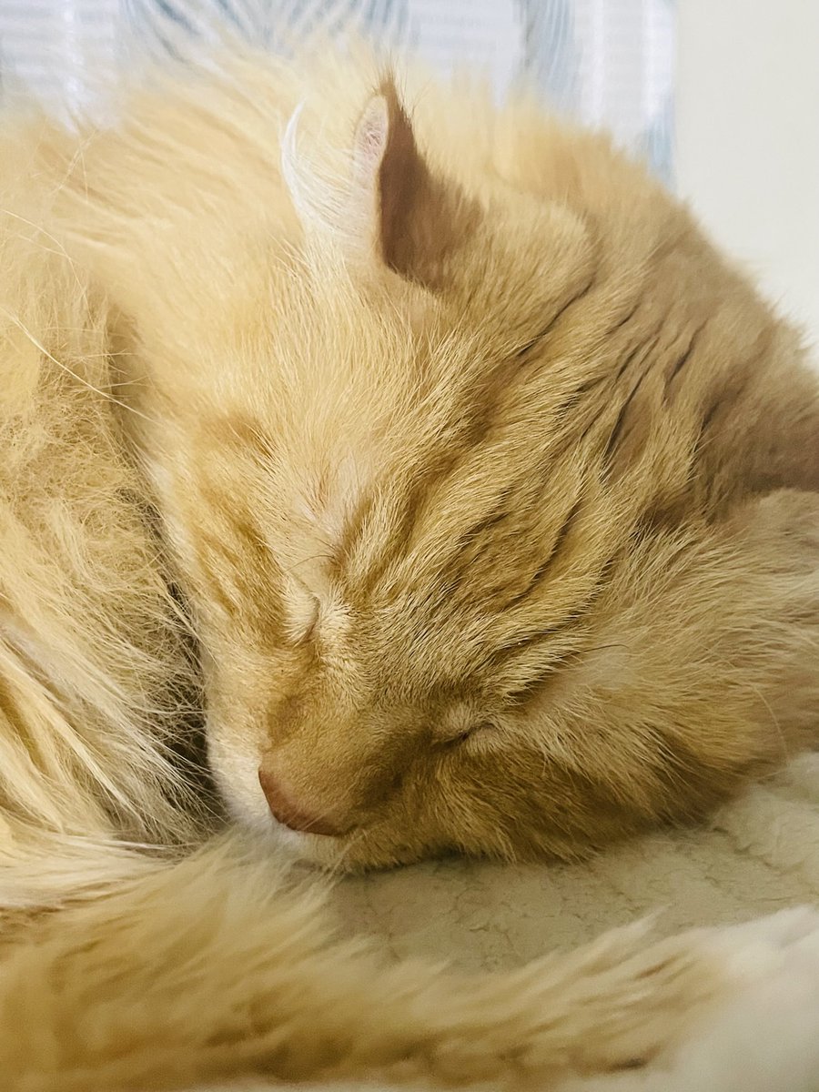 今年も残すところわずか！寝るねこ🐈