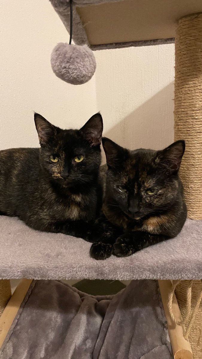 Just realised that Freya and Luna have not yet made their Twitter debut! It’s been nearly a week since we bought them home and our family is now complete again ❤️