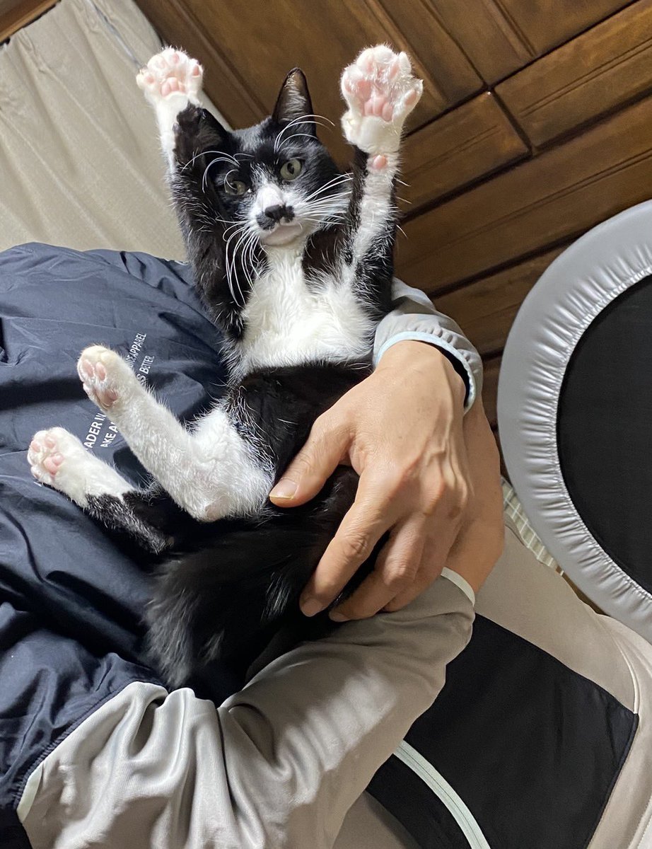 zEggvjB17JLGnkW's tweet image. 抱っこするとバンザーイするケン😺😸😸😺皆様今年一年沢山の❤️ありがとうございました😊良い年を　#保護猫
　#ハチワレ　#万歳ねこ
　#バンザイねこ