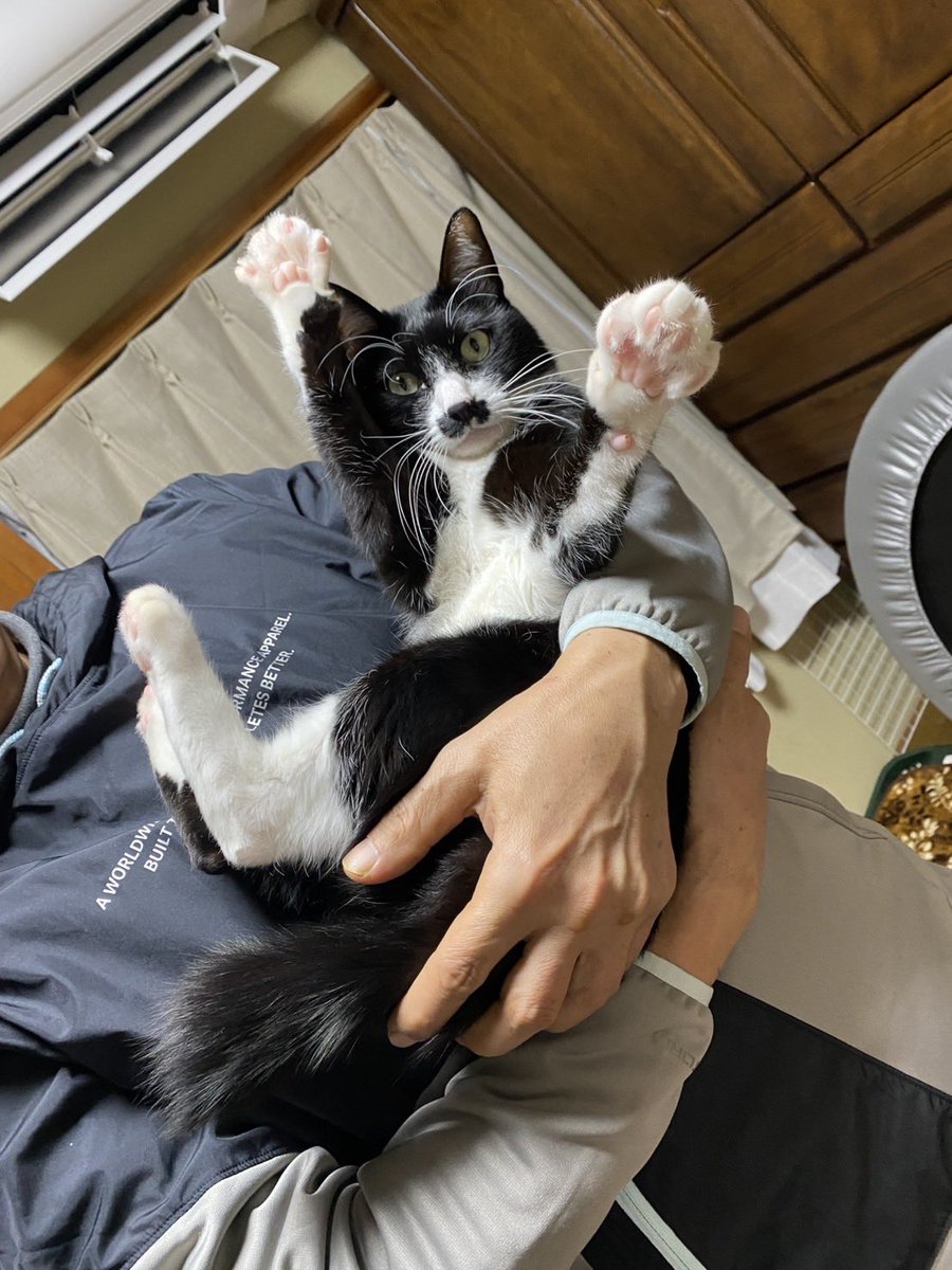 zEggvjB17JLGnkW's tweet image. 抱っこするとバンザーイするケン😺😸😸😺皆様今年一年沢山の❤️ありがとうございました😊良い年を　#保護猫
　#ハチワレ　#万歳ねこ
　#バンザイねこ