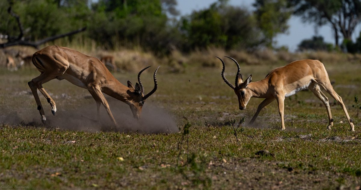 andbeyondtravel's tweet photo. "These impala rams were so focused on their battle for dominance, they didn’t notice us nearby”

A #PostcardFromTheWild by WILDwatch Virtual Safari guide Kristen Harrison while filming in Xaranna Okavango Delta Camp, Botswana.

#andbeyondsightings #WILDwatch https://t.co/4b5yktvtno