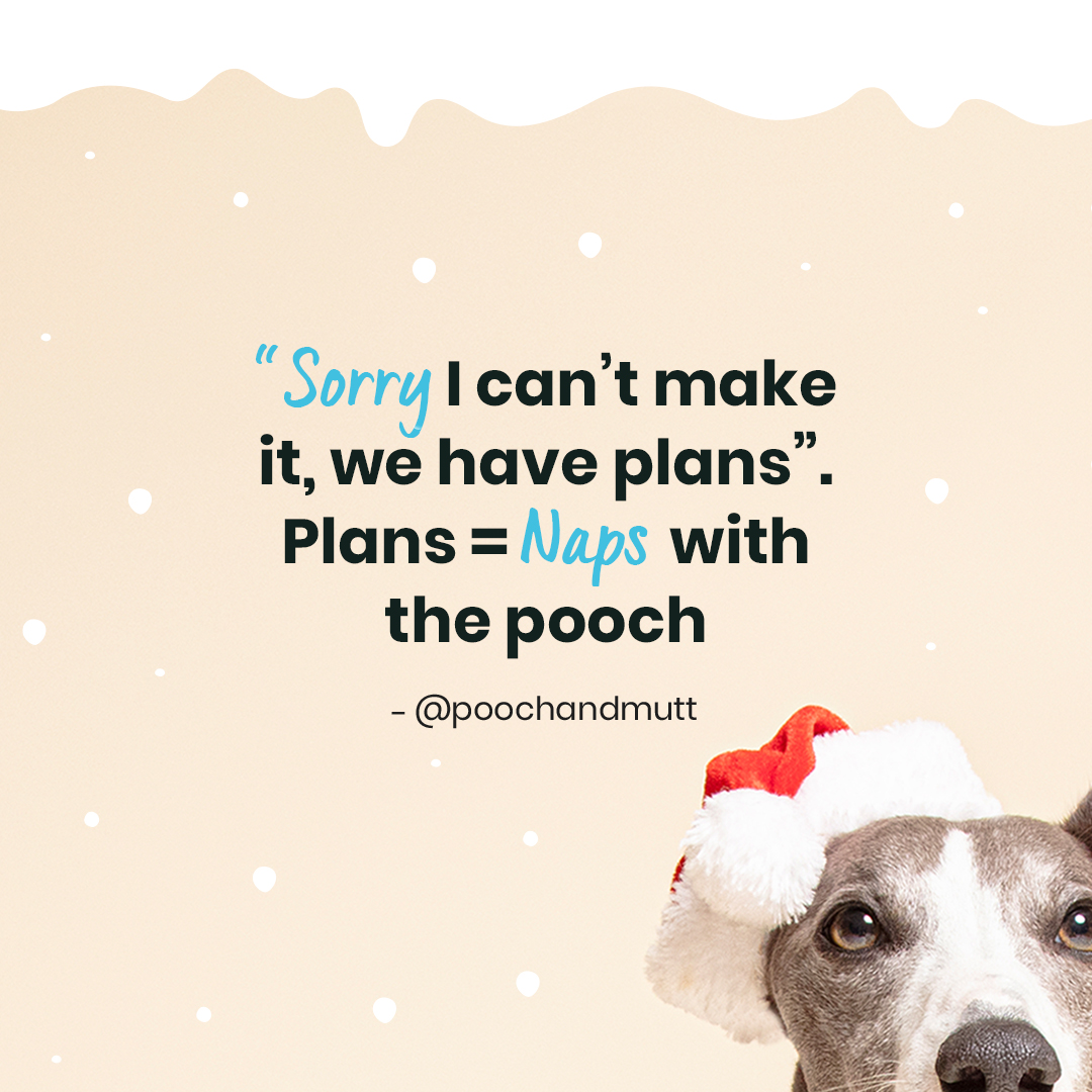 Renaming the week between Christmas and New Year, 'Snuggle Week' 🥰️

#PoochandMutt #DogQuotes #DogQuote  #Meme #Quotes