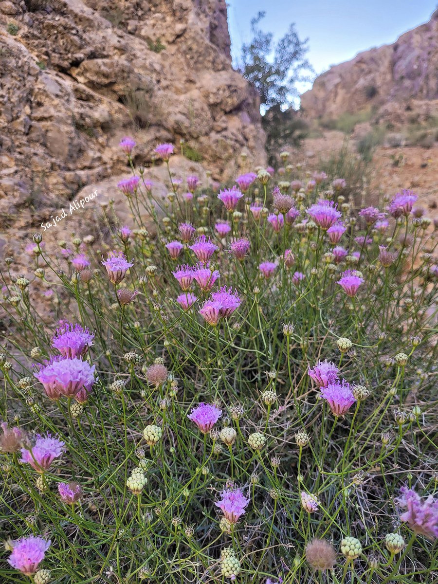 SajadAlipour98's tweet photo. Pterocephalus persicus Boiss.
Caprifoliaceae
Sepidan, Iran
April
Elevation 2500m https://t.co/HDaN5TZgUD