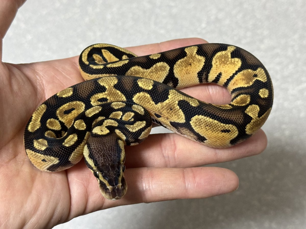 R&M Reptiles tweet media