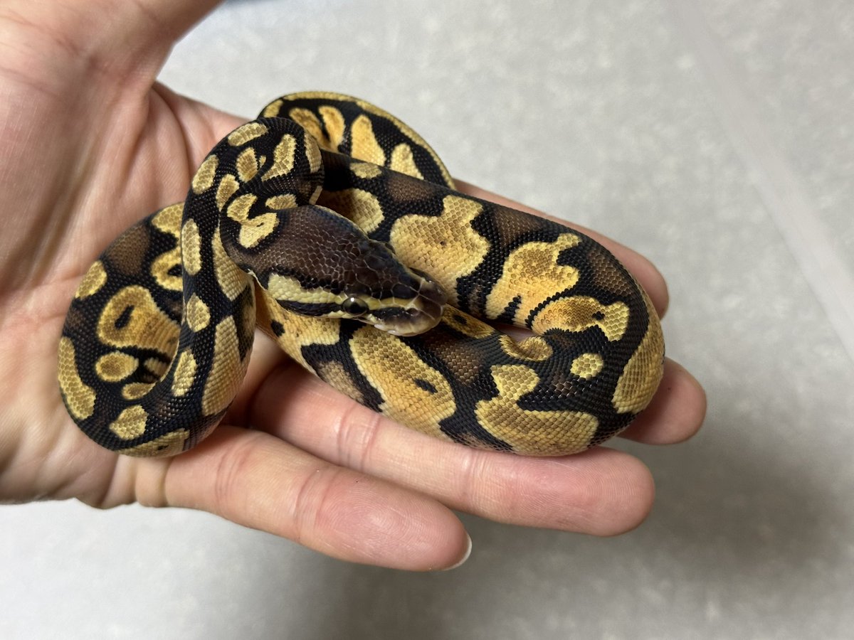 R&M Reptiles tweet media