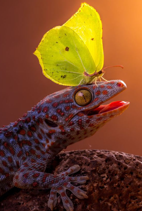 1808N's tweet image. #ExoticPets

#ExoticPetLife

#UniquePets

#RarePets

#UnusualPets

#WildlifeAtHome

#ExoticAnimalLove

#ExoticPetOwners

#ExoticPetCommunity

#ExoticPetPhotography