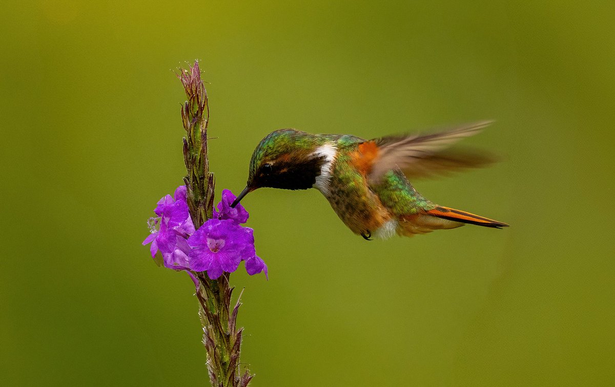 The diminutive Scintillant hummingbird. One of the smallest, the male certainly makes up with his colours. 
2400m altitude, San Gerardo de Dota, #CostaRica. 
#BirdsSeenIn2024 
#BBCWildlifePOTD #wildlifephotography #NaturePhotography #birdwatching #birds #nature #wildlife #nikon