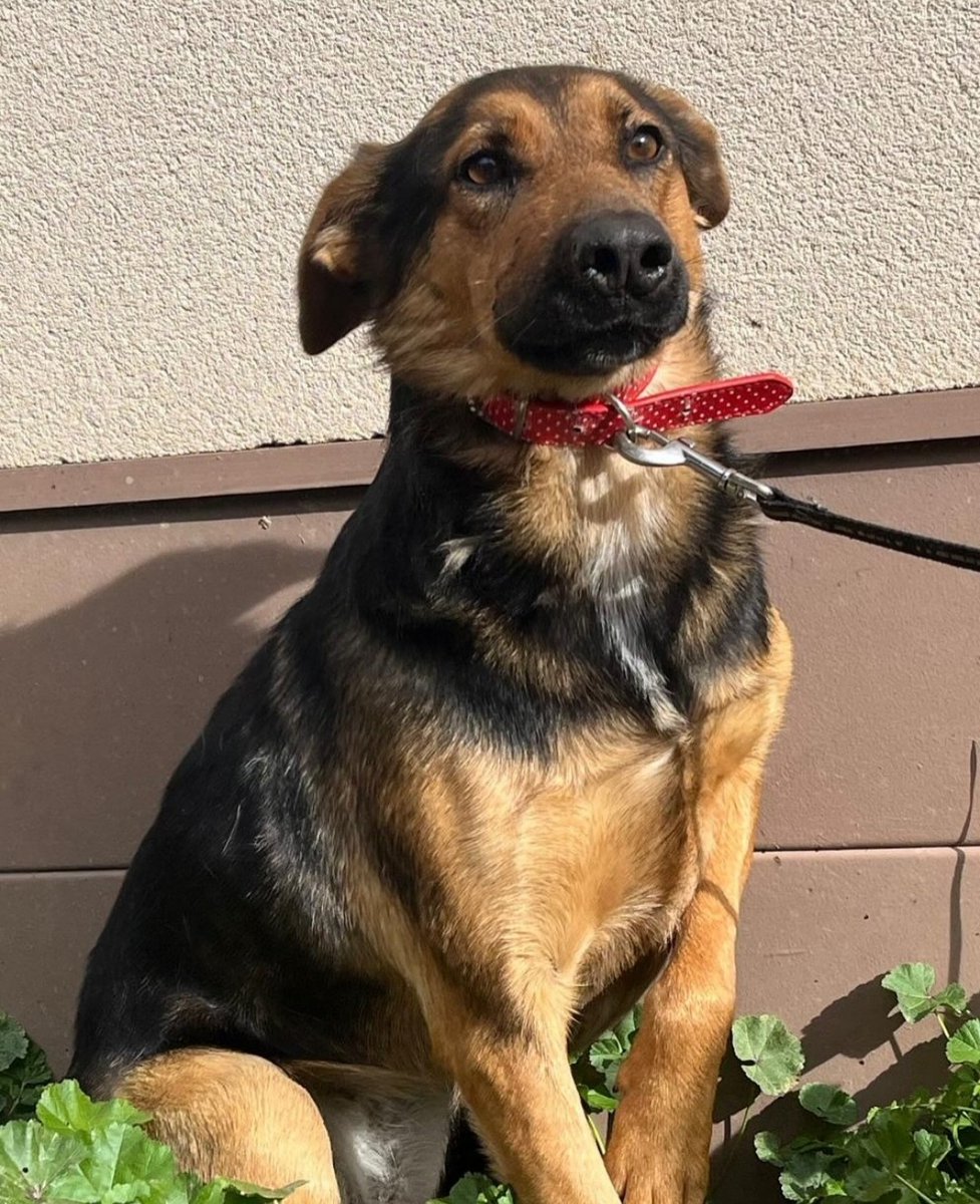 💃🏼FISI💃🏼

Es una perrita atenta a las personas, buscando una mirada cómplice para moverte el rabito y recibir un poco de cariño y atención. 
Comparte espacio con otros dos perros, sin problema.
Tiene 4 añitos. 

Protectora Huellas #Ávila
629 16 57 88
685 84 00 66