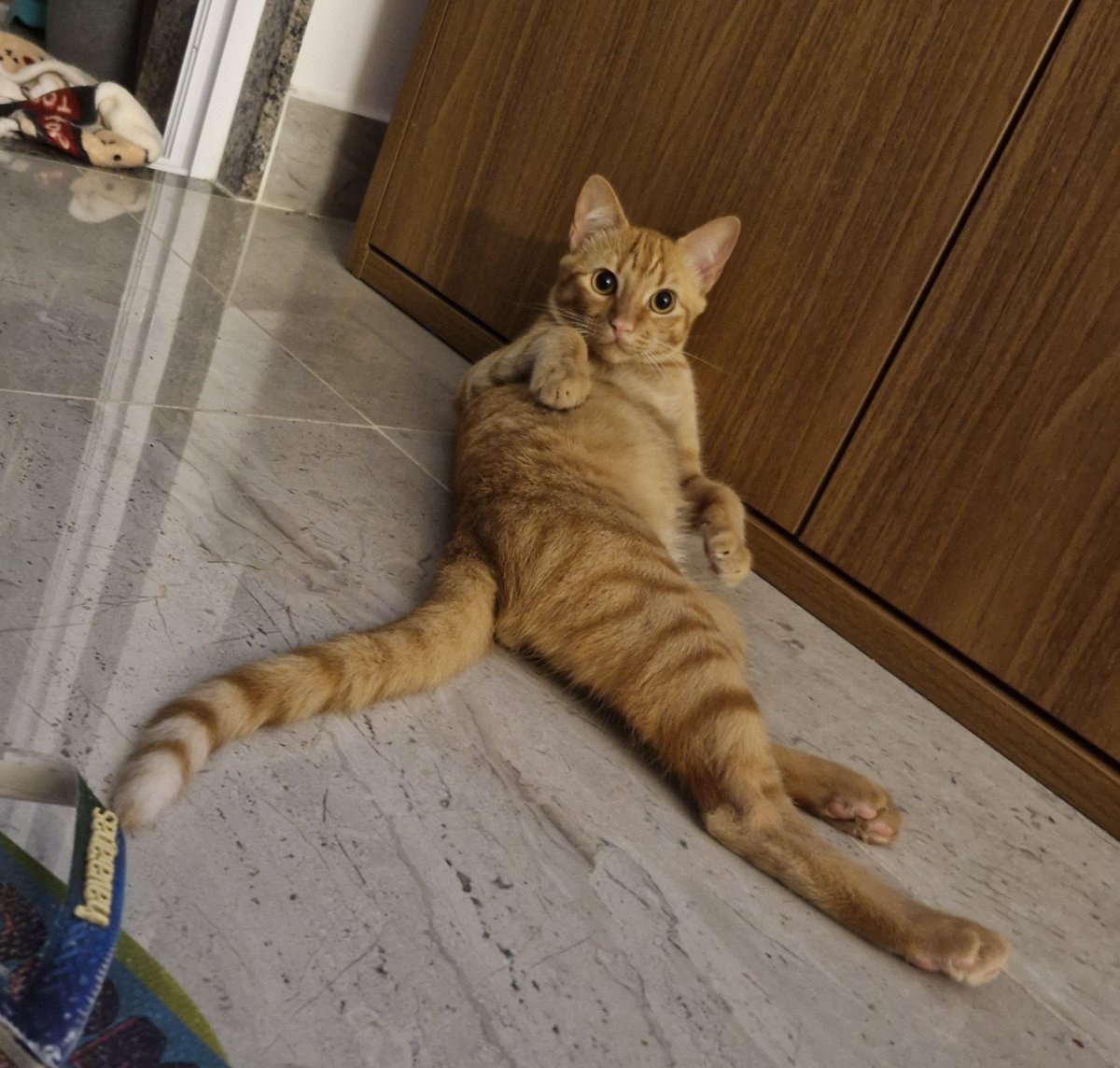 ViktorHL's tweet photo. @gatinarios https://t.co/SVNIhfTgHQ