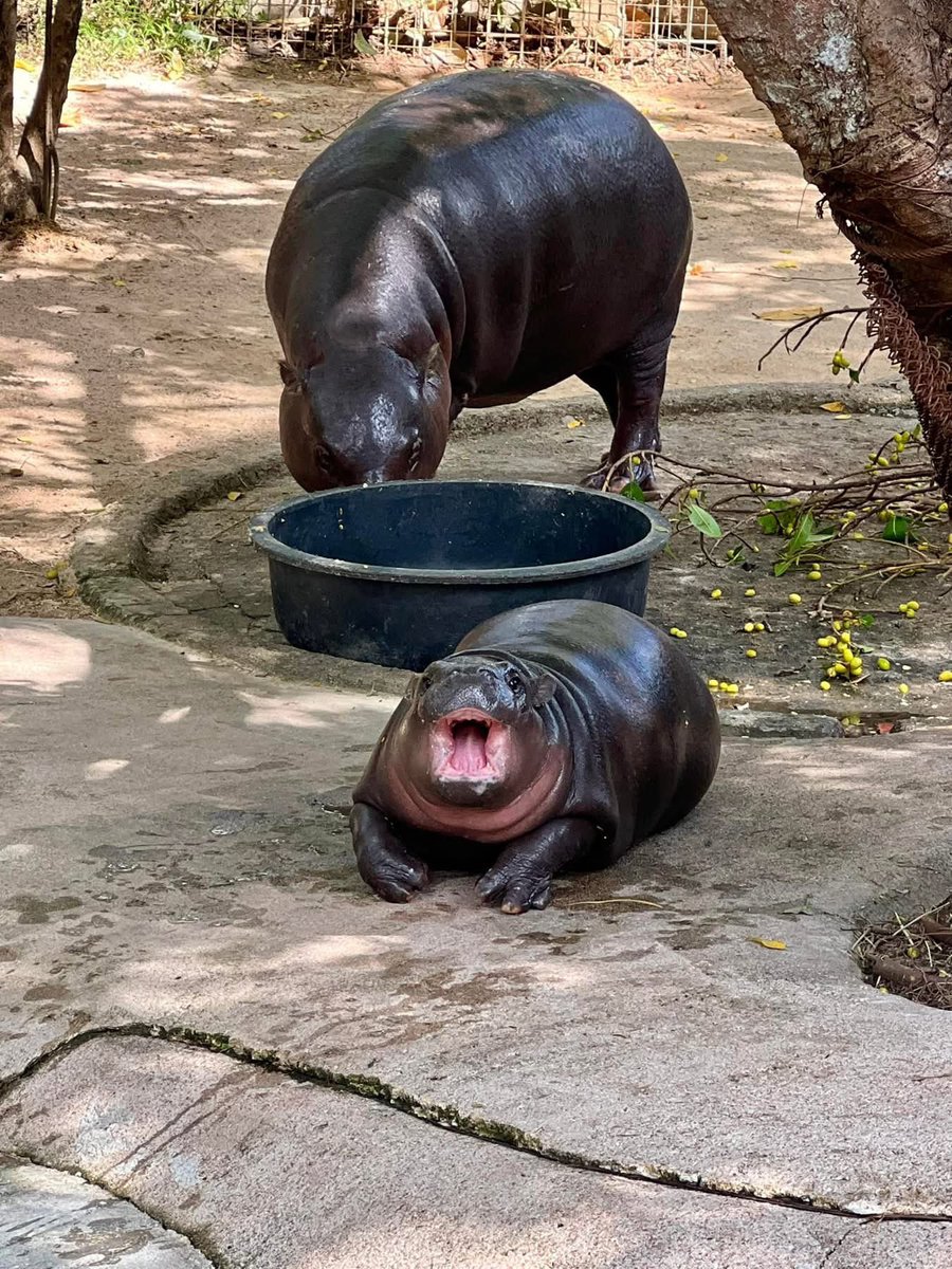 Khamoo.andthegang tweet media