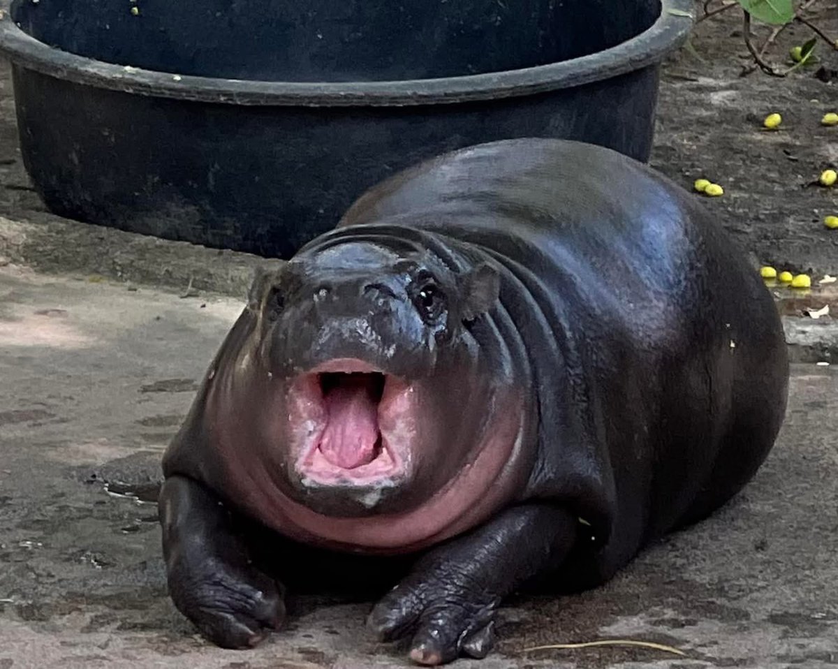 Khamoo.andthegang tweet media