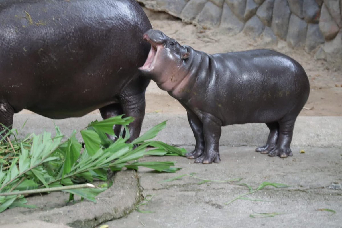 Khamoo.andthegang tweet media