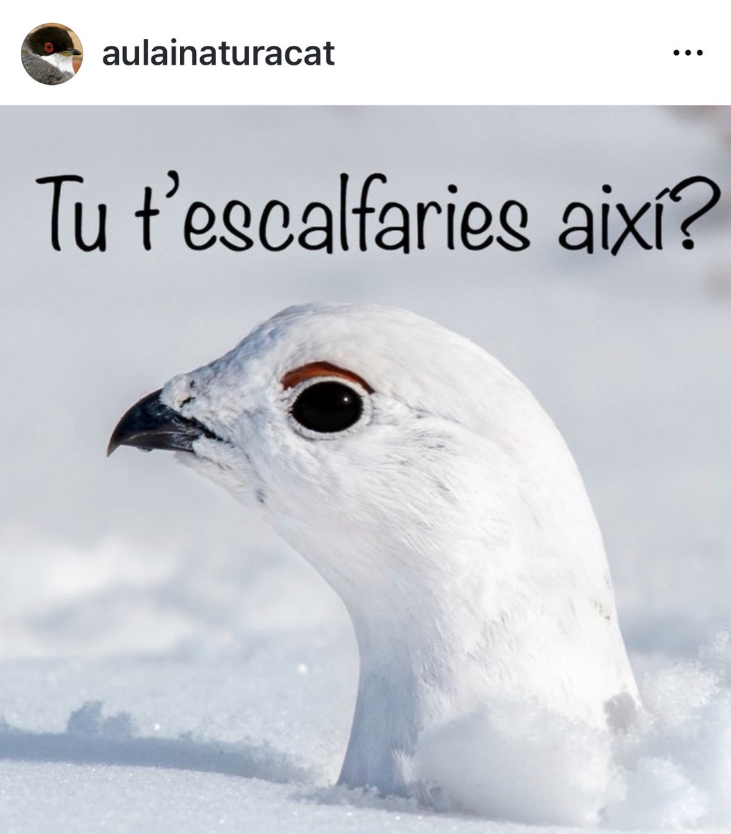 Biologueando • Mireia Querol Rovira tweet media