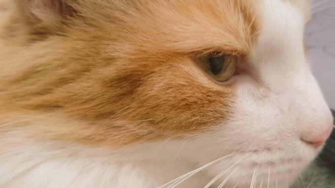 なんて綺麗な子なんだろう…ニンゲンにくっつき虫のクソキャットなのに… 