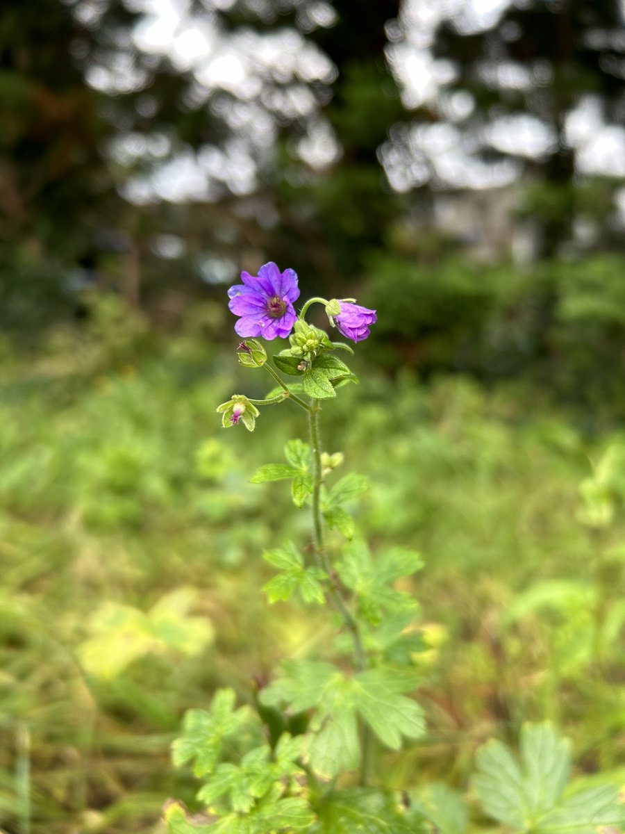 Nationaal Park Rotterdam tweet media