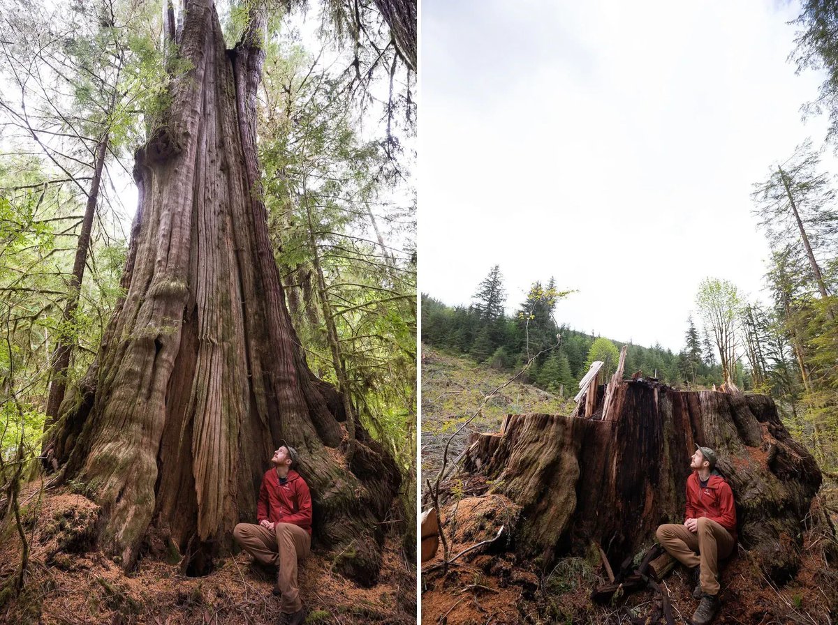 MikeHudema's tweet image. There are only a few places on earth where thousand year old trees still stand. The west coast of Canada is one of them but every day they are logged. 

Time to stop the logging: buff.ly/3DDXTvm #ProtecttheIrreplaceable

#ActOnClimate #nature pics @TJWattPhoto #cop16cali