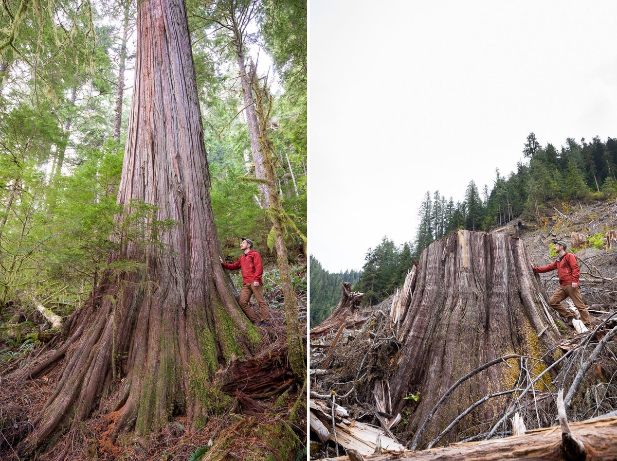 MikeHudema's tweet image. There are only a few places on earth where thousand year old trees still stand. The west coast of Canada is one of them but every day they are logged. 

Time to stop the logging: buff.ly/3DDXTvm #ProtecttheIrreplaceable

#ActOnClimate #nature pics @TJWattPhoto #cop16cali