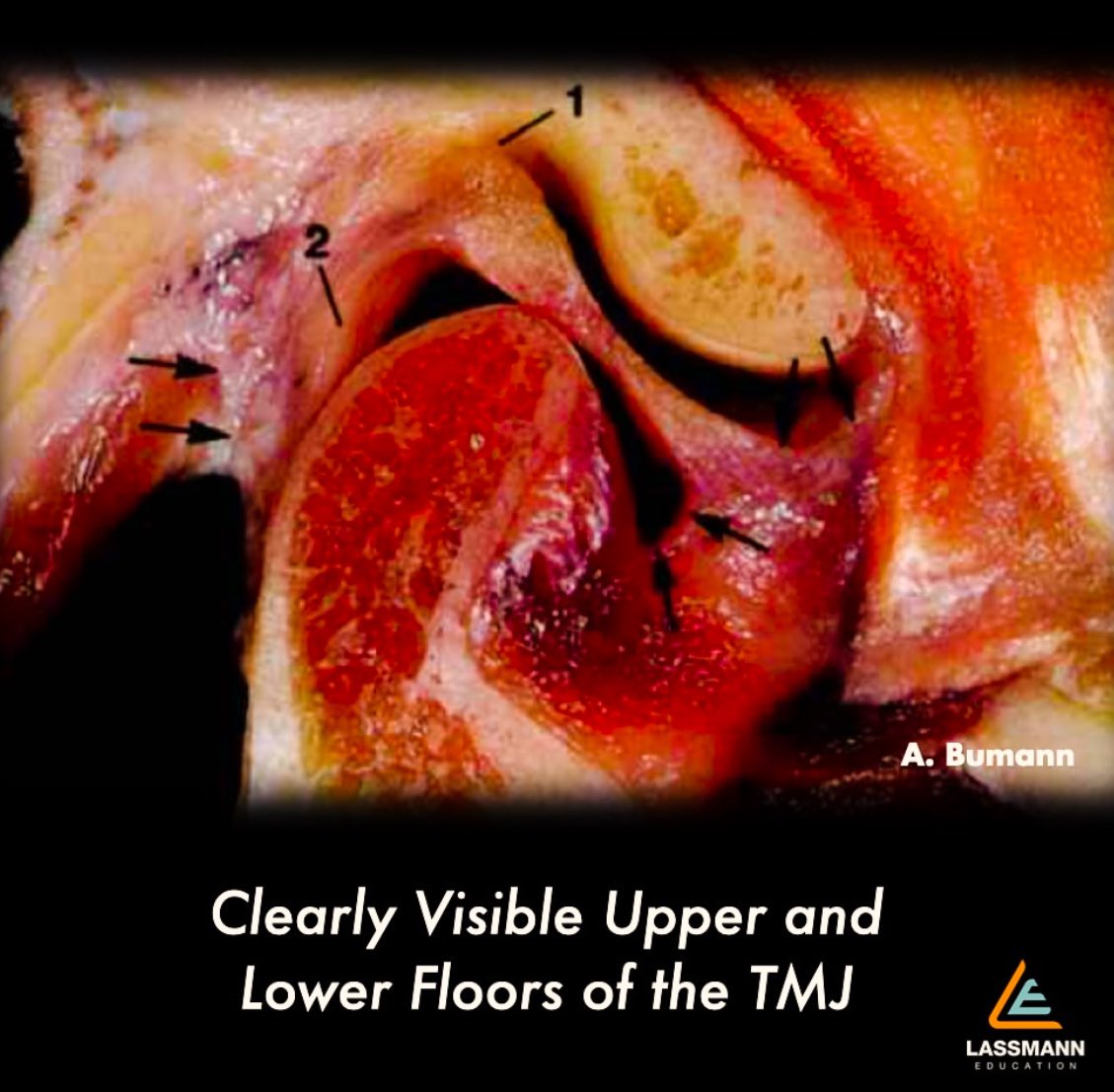 Dental Diaries tweet media