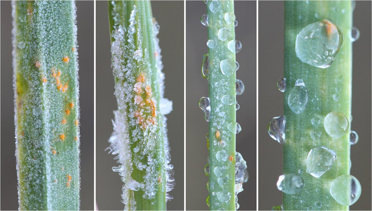 #Rust on #Allium sp. — #Puccinia allii — frozen in the winter dew (Millau, FR).
