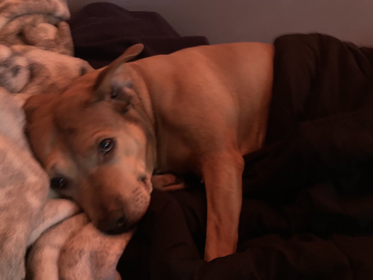 ElScrubba's tweet image. 