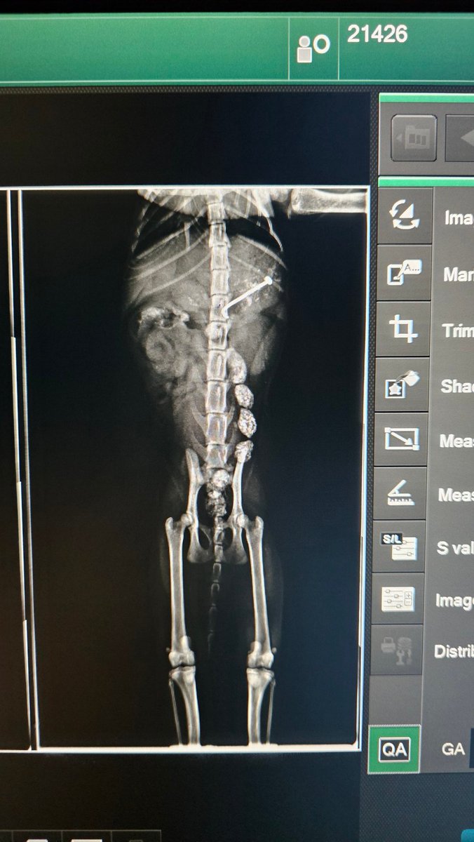 🔴تحديث لحالة القطة 
القطة بعد عمل الأشعة اكتشفنا إنها بالعة خطاف صيد و سبب لها ثقب في المعدة و الخطاف كان ملوث فسبب لها مضاعفات باكتيريا أفقدتها قدرتها على الحركة و التبول و التبرز بشكل طبيعي 
فالقطة تحتاج لعملية عاجلة و قيمة العملية ١٣٠٠ ريال و أي تأخير مو في صالح القطة أبداً