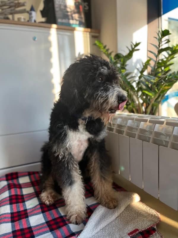 🐾❤Ovo je Laki🌟Vlasnici su ga izbacili 😢Odlaze u nepoznatom pravcu ,on je visak ☑️Star je 3.5 god ,naucen na zivot u stanu ,predivne naravi 🐶Molim RT ,da mu nadjemo dom ,gde ce ga voleti jer je stvarno pas za pozeleti💚