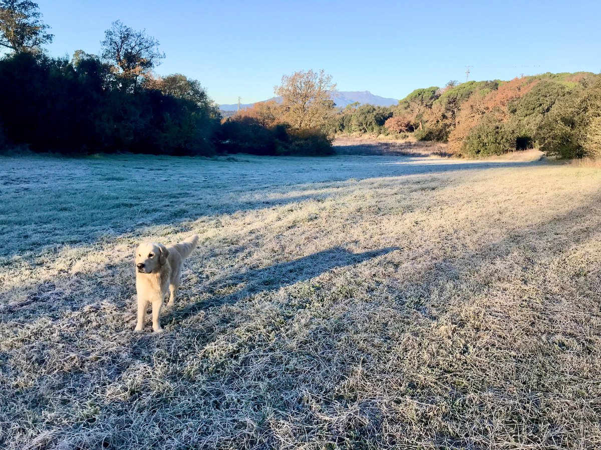 ❄️Bon dia. -2,8°C a Maçanet de la Selva. Bona gelada i Luke gaudint!
@alfredrp.bsky.social 😉
#meteo #MaçanetdelaSelva #meteogos #weatherdog