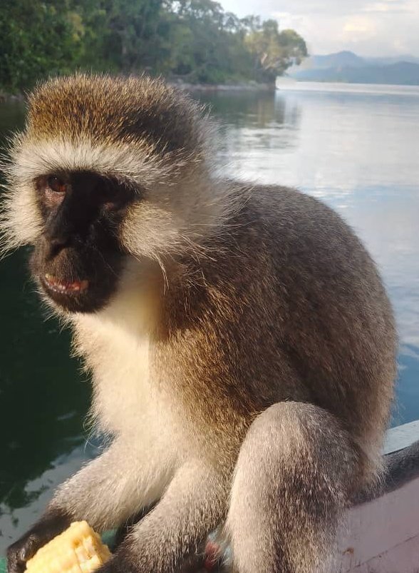 ExploreRda50's tweet photo. Hello 👋 #RwandaTravellers
Meet the blue monkey at #Karongi
Monkey Islannd🌎

Tembera with #TheThousandHillsAdventures

Happy End-Year Weekend 🎄 💥 

#ExploreRwanda
#NatureAmazing
#LetzTravel
#Tembera
#IslandMonkey
#BlueMonkey
#VisitRwanda https://t.co/MZkJ3S7IJ2
