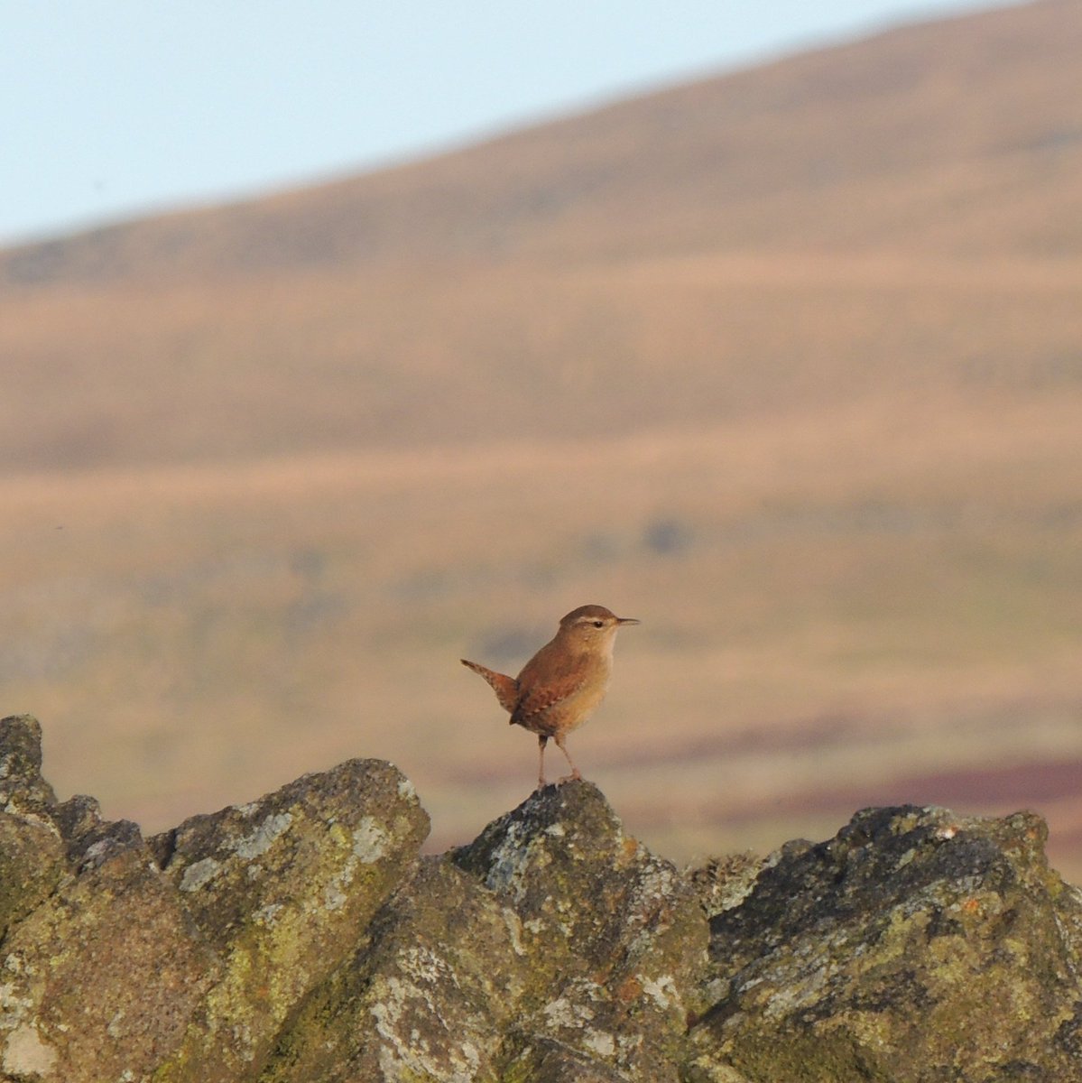 Always amazed that some small birds stay in the hills in winter in the #YorkshireDales. This Wren and a pair of Stonechat in Wharfedale this week.

Just 11 spp from a day in the hills. Feels like Ravens becoming more regular.