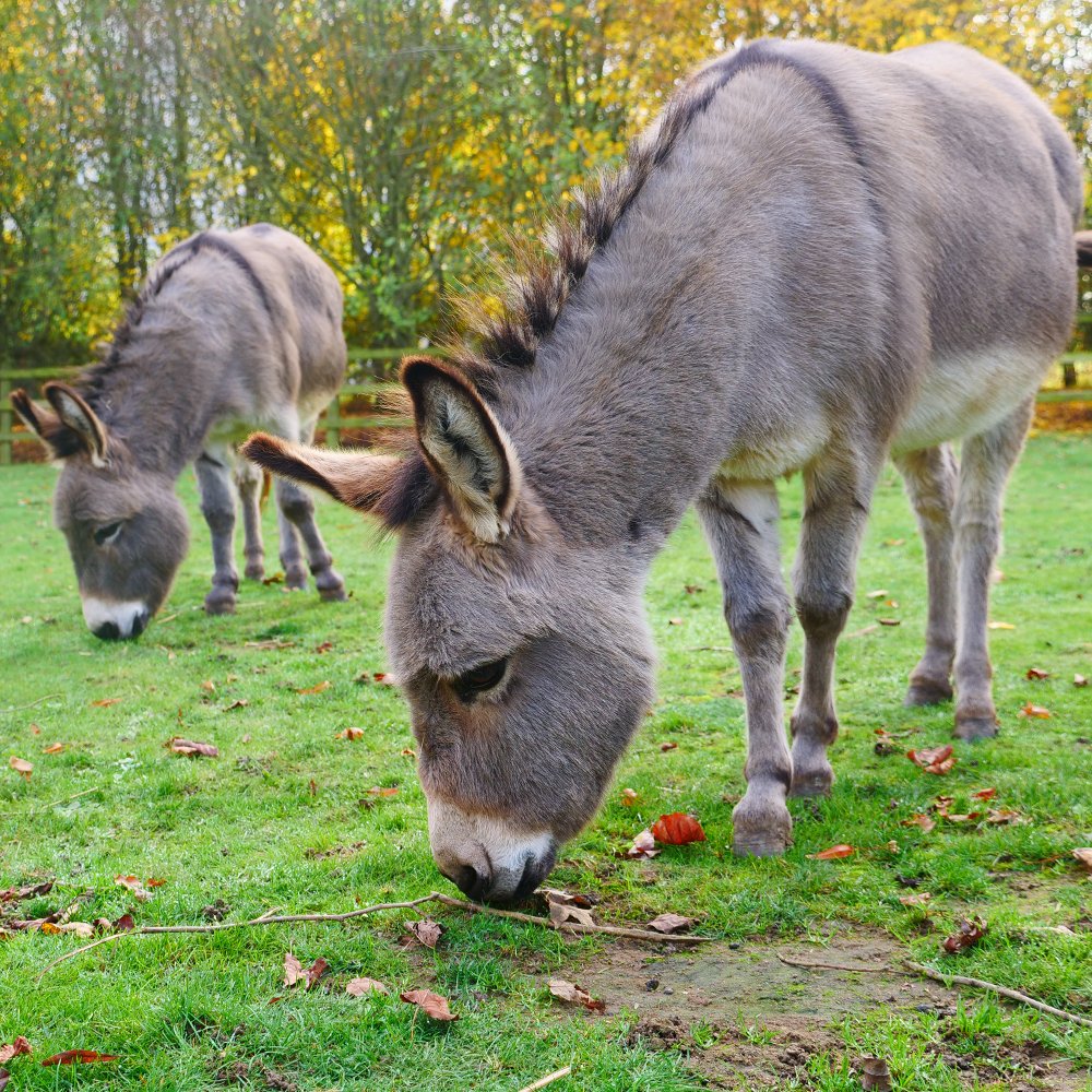 Good morning from these adorable donkeys! ❄️🐴

💭 Did you know donkeys grow an unusually heavy thick winter coat to stay cosy during the colder months?

#Donkeys #BanhamZoo #Winter