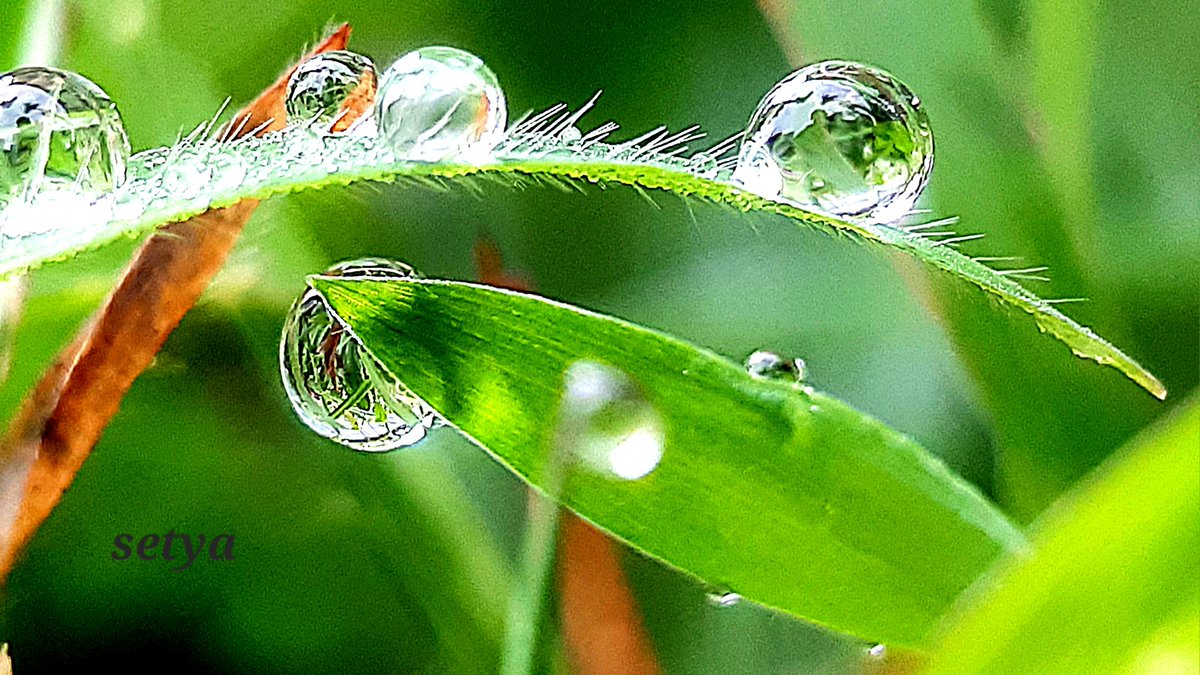 teripeyekteri's tweet image. Waterdrop💧💧💧after rain.
#macrophotography #waterdrop #Drops #photography