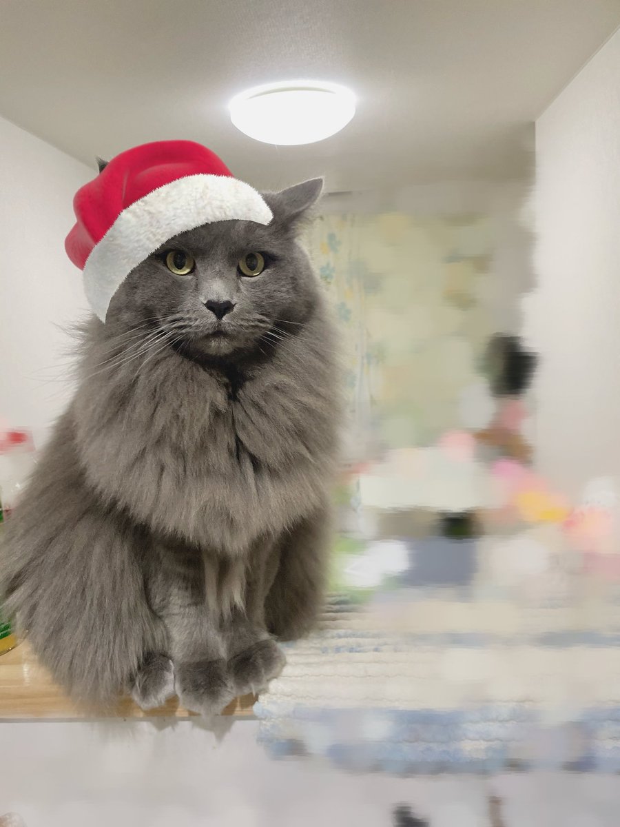 遅れてやってきたサンタ猫🎄

#猫のいる暮らし #サイベリアン 
#スコティッシュ×#ノルウェージャン
