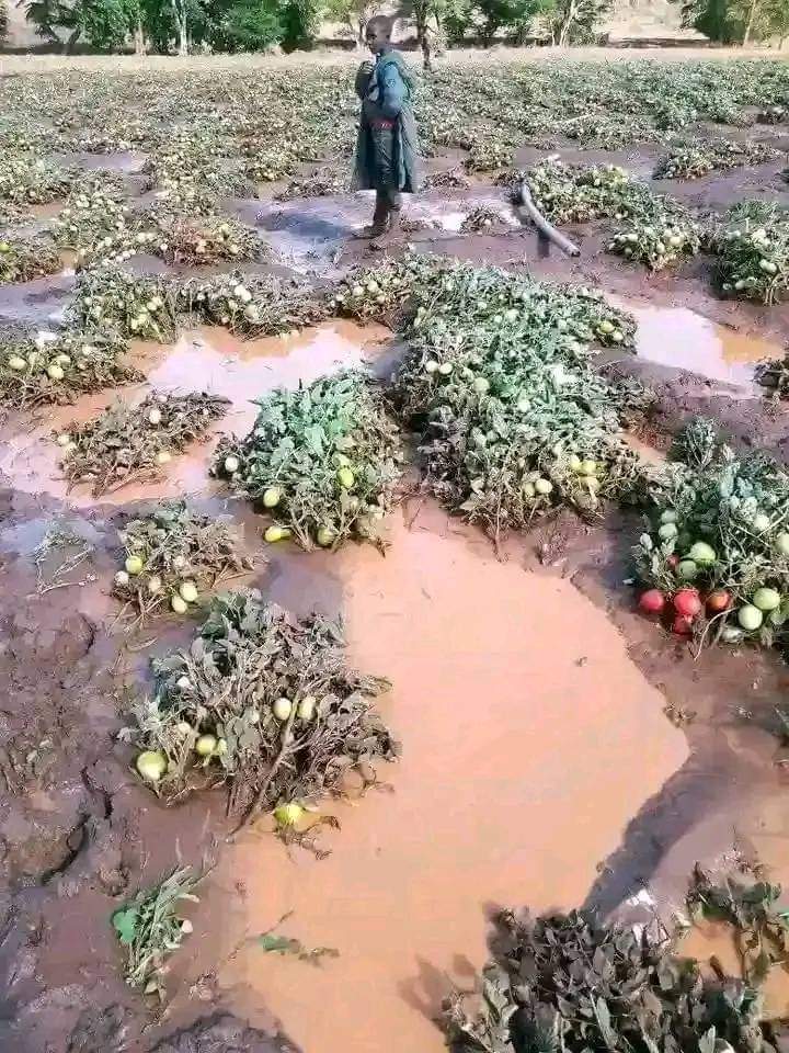 OasisMulti's tweet photo. Think about Agriculture losses due to unexpected situation of climate variability so let's insure our grown crops @SONARWA @ryaf_agribiz @PAgahozo @IFAD @RwandaAgri @USDA @FARAinfo @RycpRwanda @WFP https://t.co/APDcBecoHI