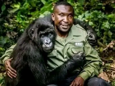 C'est avec une profonde tristesse que le Parc National des #Virunga a annoncé le décès de sa chère gorille de montagne orpheline, Ndakasi.
Ndakasi s'est éteinte dans les bras de son sauveteur et soigneur, qui s'est occupé d'elle pendant 13 ans.

PAIX À SON ÂME!