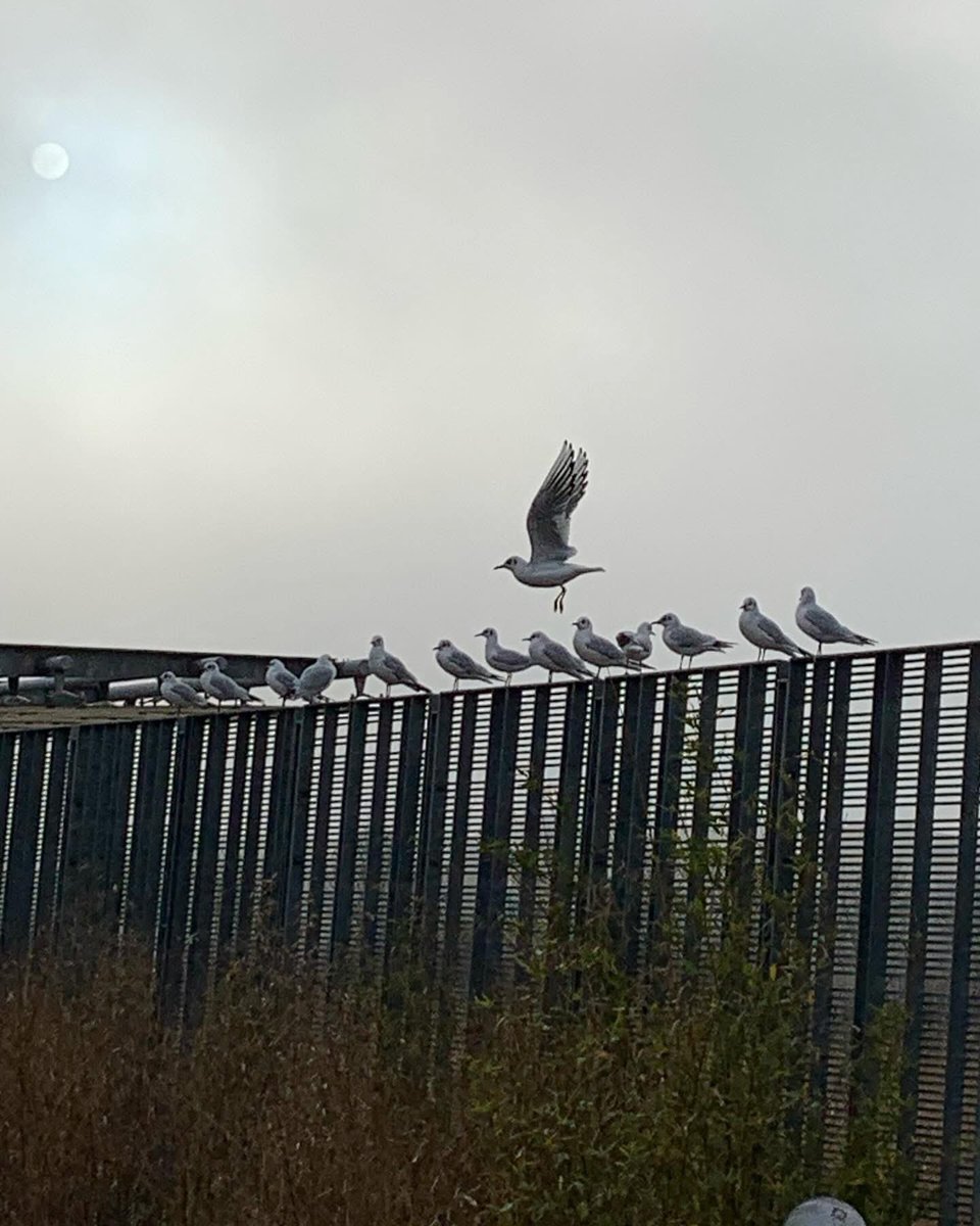 Seagulls resting on a fence on a foggy afternoon, surrounded by soft mist.