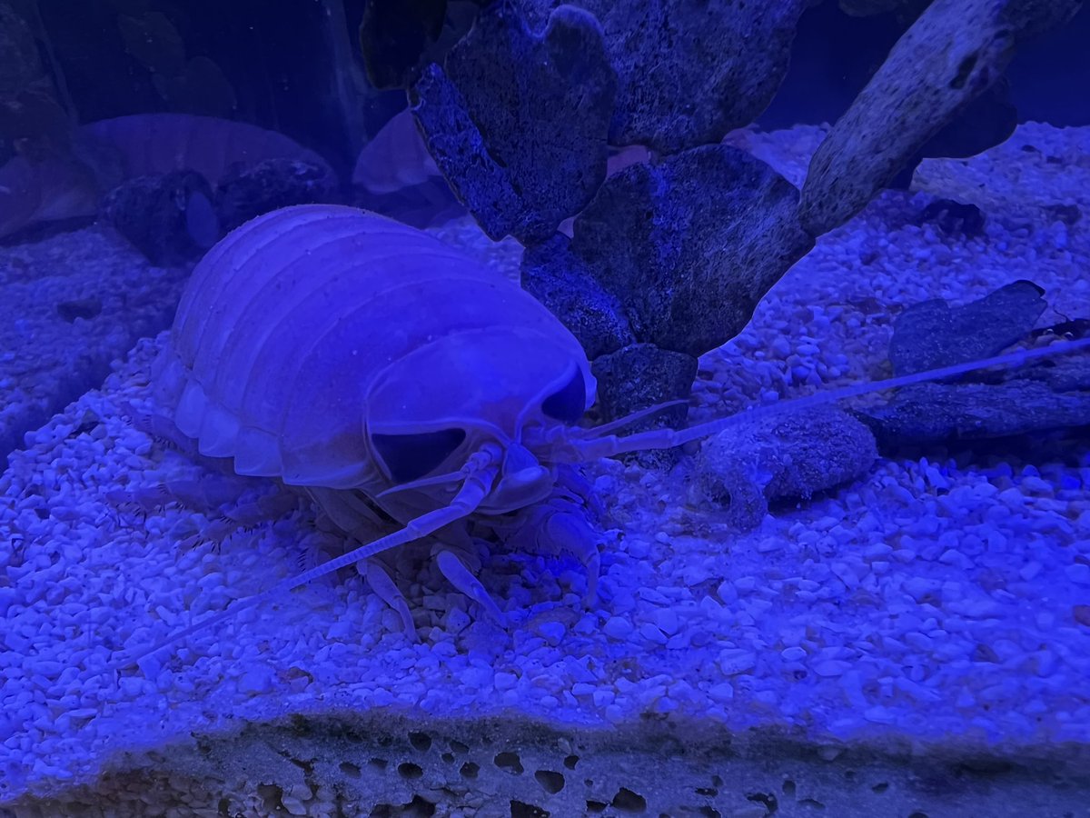 斧田観賞魚センター tweet media