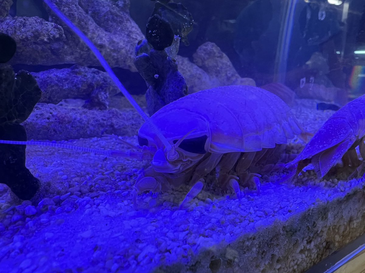 斧田観賞魚センター tweet media