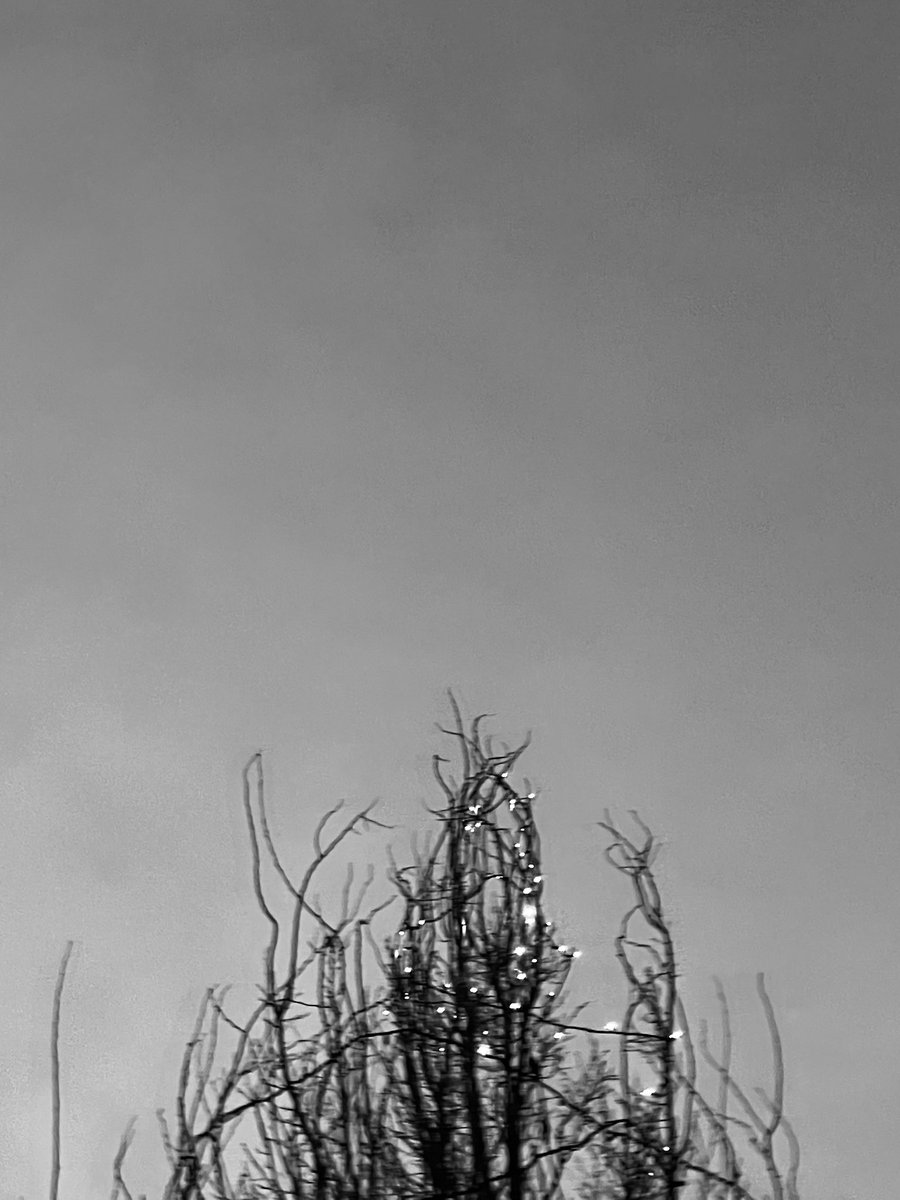 Tree wants to touch you