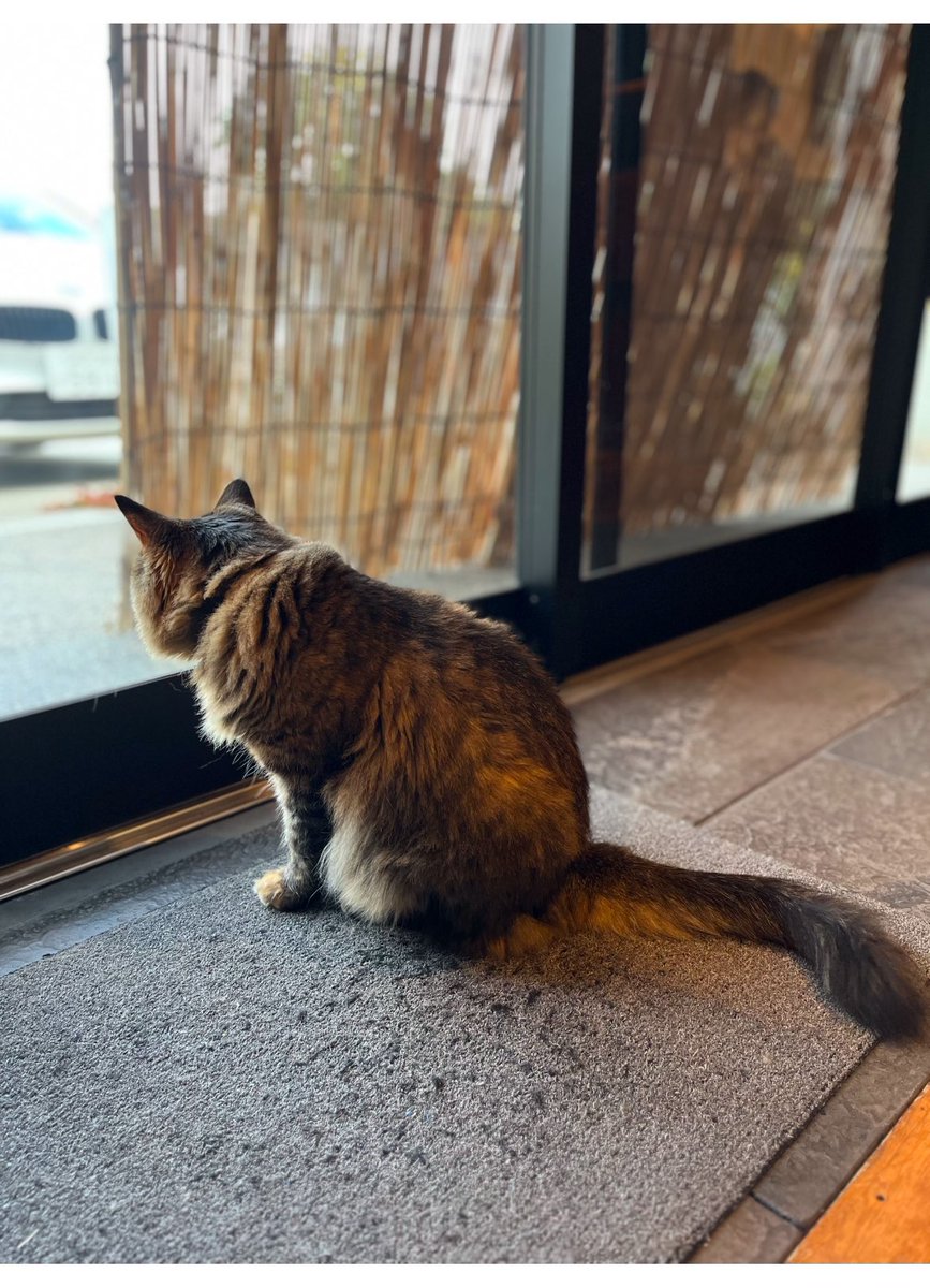 MayumiNose's tweet photo. @EntwoStudio さんの愛猫ナツちゃんが12/28鳴門市高島周辺で行方不明になったそうです。うちも脱走経験がありこの寒空でとても人ごととは思えない。���真は10月頃のナツちゃんです。今は冬毛でもっと大きく見えるかも。人懐こいコです。電話番号入りの首輪をしてるそうです。早くお家に帰れますように https://t.co/SDLV2XcdlW