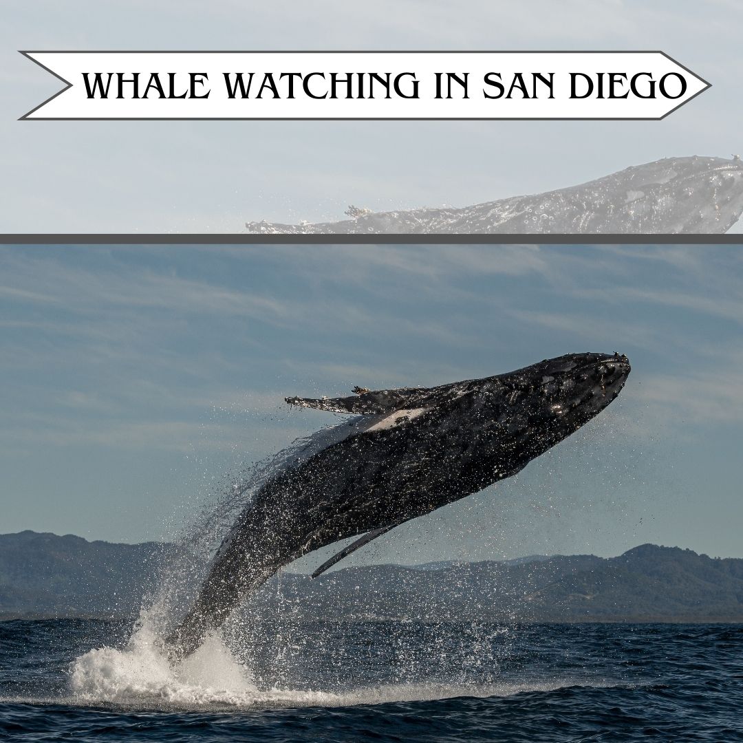 bettervacation_'s tweet photo. Whale watching in San Diego is a must-do! 🐋🌊

These entertaining and educational cruises, guided by marine biologists, offer a fascinating look at the stunning marine ecosystem.

#WhaleWatching #SanDiegoAdventures #MarineLife #thebettervacation #travelwiththebettervacation https://t.co/kjpN2Qv8jL