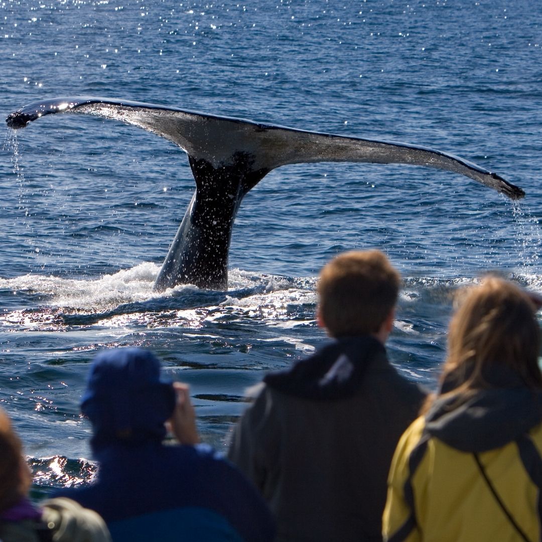bettervacation_'s tweet photo. Whale watching in San Diego is a must-do! 🐋🌊

These entertaining and educational cruises, guided by marine biologists, offer a fascinating look at the stunning marine ecosystem.

#WhaleWatching #SanDiegoAdventures #MarineLife #thebettervacation #travelwiththebettervacation https://t.co/kjpN2Qv8jL