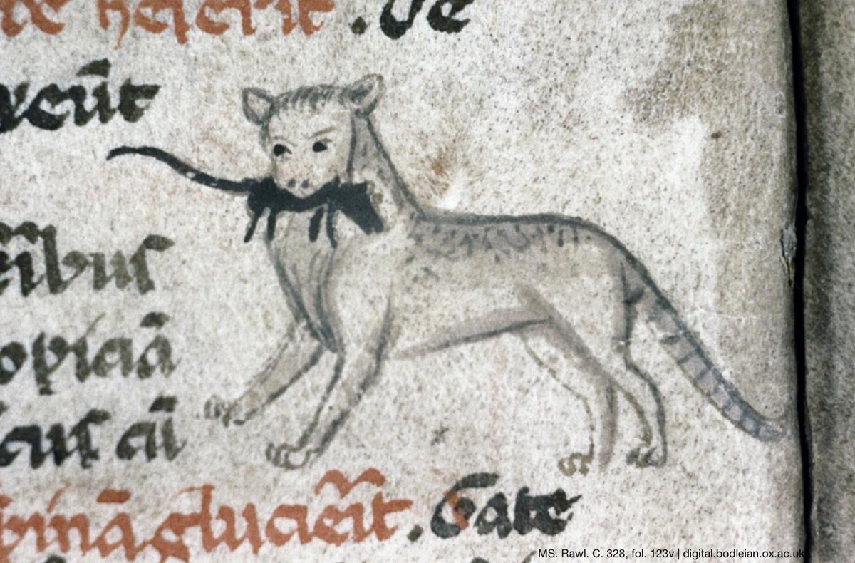 bodleianlibs's tweet image. Our 3rd most popular post of 2024...and of COURSE it&apos;s #medievalcats! 

Shared on int&apos;l #cat day this post garnered 81 comments. And we&apos;re quite sure the cats weren&apos;t fussed about a single one 😂. Some of the behaviour is so relatable (looking at you, 3rd pic). 1st pic...less so.