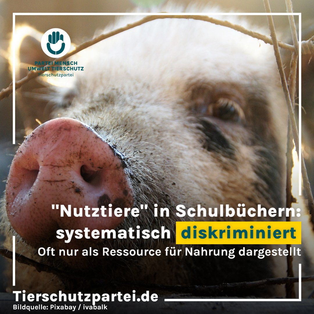 Tierschutzparte's tweet photo. Eine Studie der Universität Osnabrück zeigt: Sogenannte Nutztiere wie Kühe &amp; Schweine werden in Schulbüchern oft nur als Ressource dargestellt, Haustiere dagegen als fühlend &amp; intelligent. Wir fordern: Gerechtigkeit für alle Tiere! https://t.co/svcMThRYmW