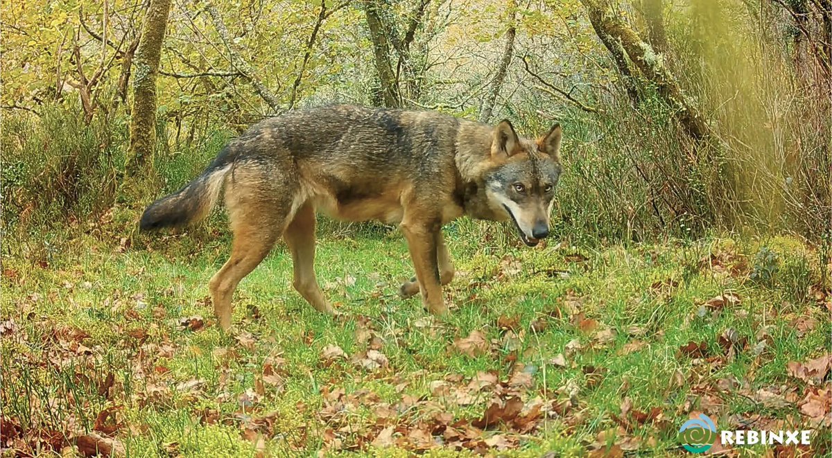 rebinxe's tweet photo. Baixa o lobo polo ollo do bosco, movendo nas flairas dos teixos, ruxindo na folla dos carreiros, en busca de vagoada máis sola e máis medosa... https://t.co/Lu1q9GmC69