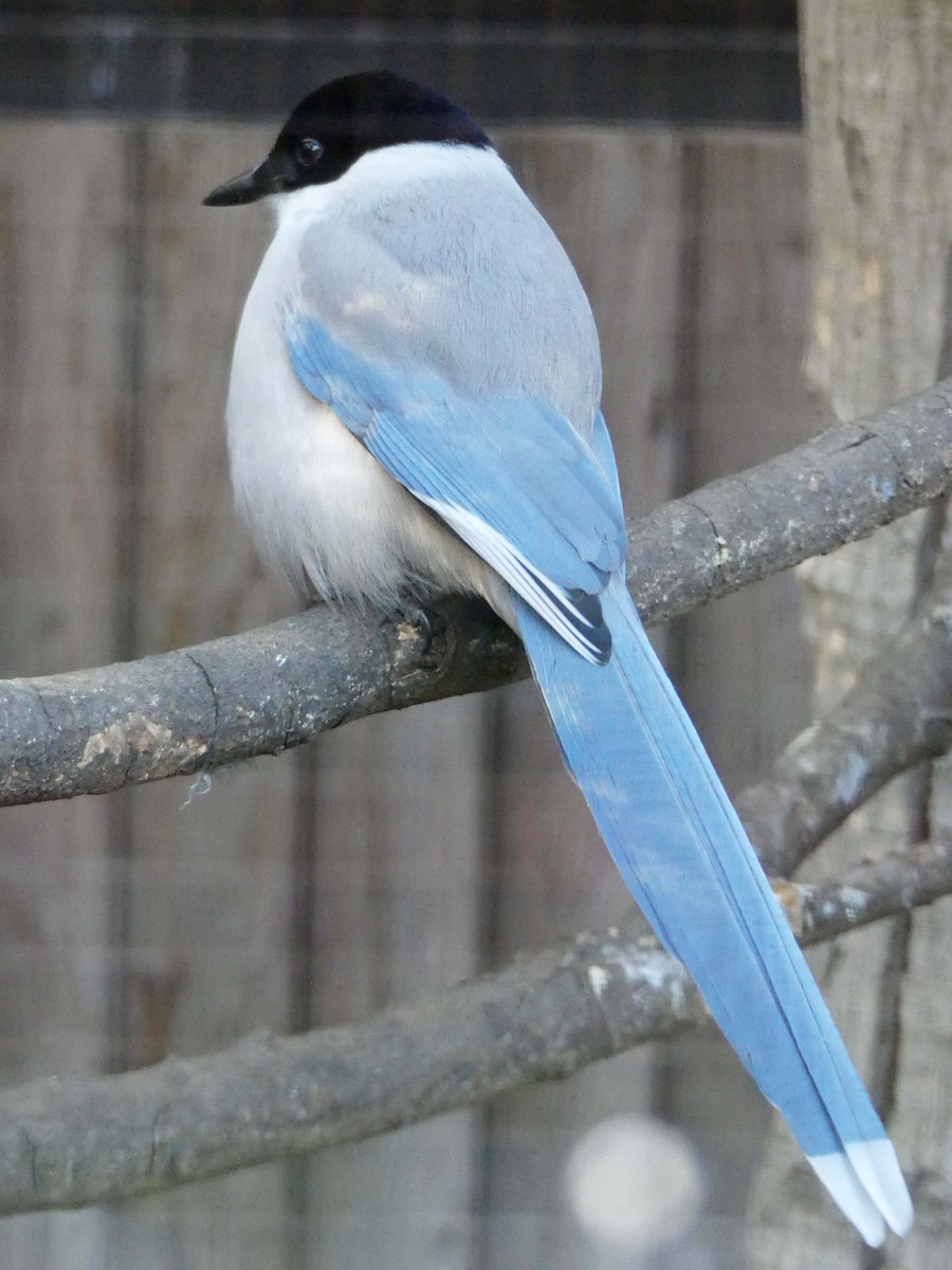 #あさいち文化園
おはようございます。
#井の頭自然文化園 は、本日2024年12月29日から2025年1月1日まで休園です。
新年は1月2日(木)から開園します。

今日もよい一日でありますように。
#オナガ
#文化園の動物たち
#朝の動物園