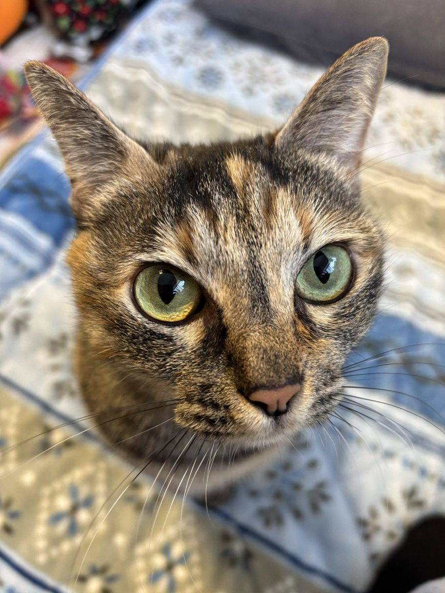 Rui6_24's tweet photo. 帰省してさっそく暇だからひとり愛猫撮影会してた🐈
どのアングルからでも可愛いの優勝過ぎ🏆

#ねこ #猫 #麦わら猫 #猫との日常 #猫とのくらし #猫と帰省 https://t.co/l4eOiwIIOY