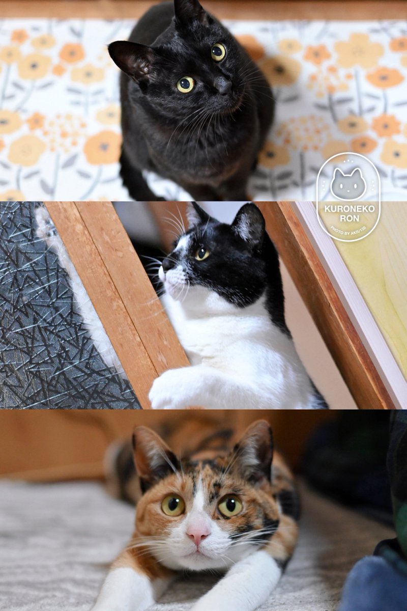 ねこ AKR｜7巻でたよ on X: 