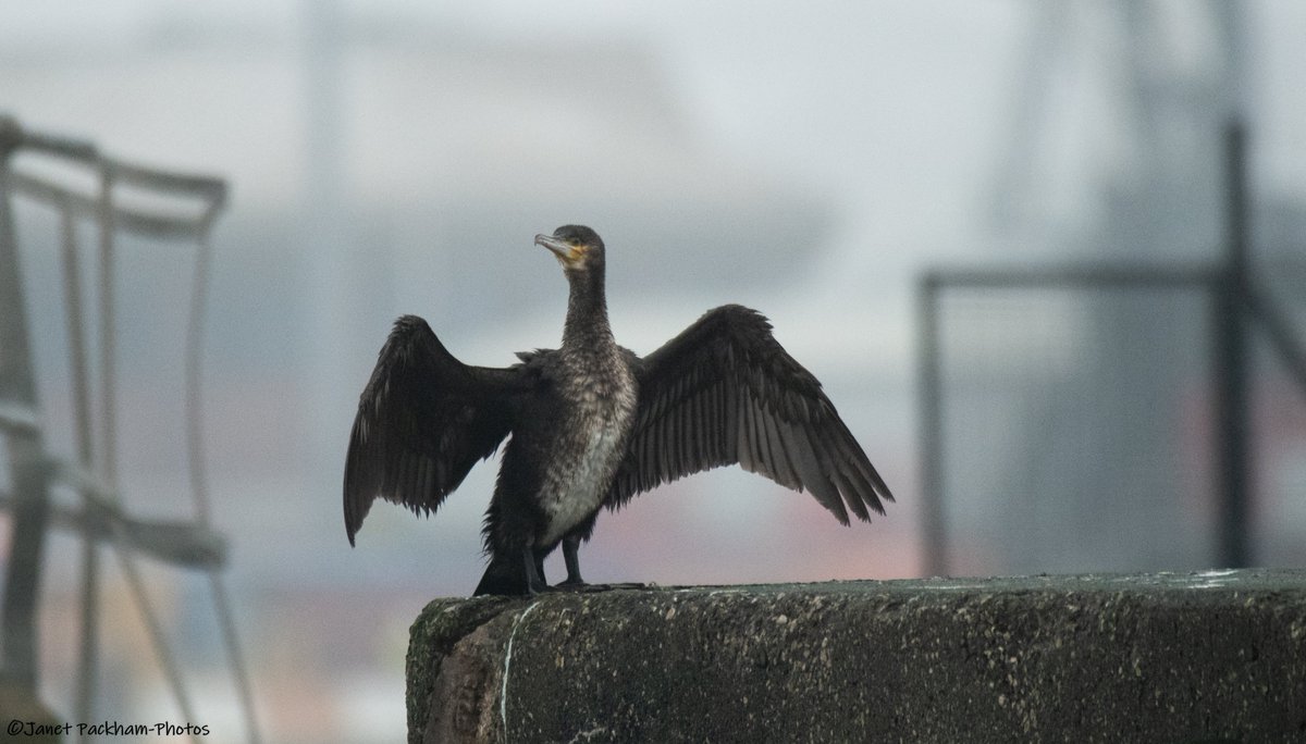 JanetMPackham💙 tweet media