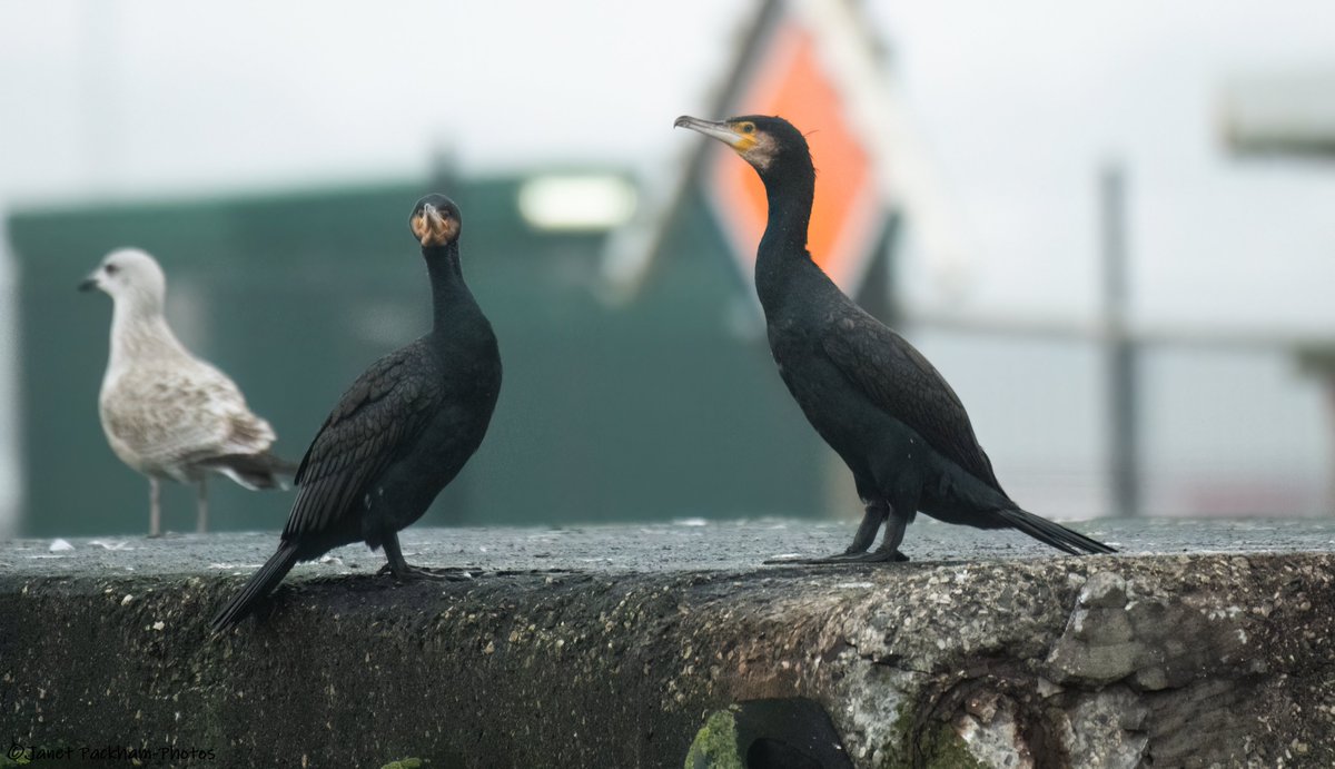 JanetMPackham💙 tweet media